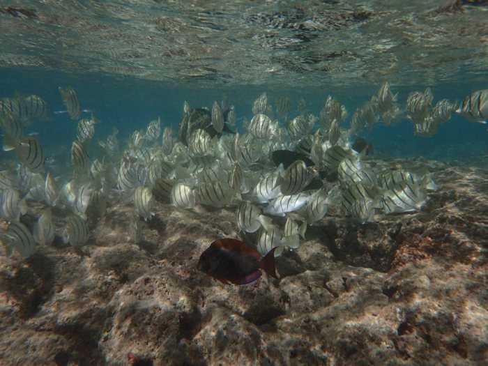 Acanthurus triostegus