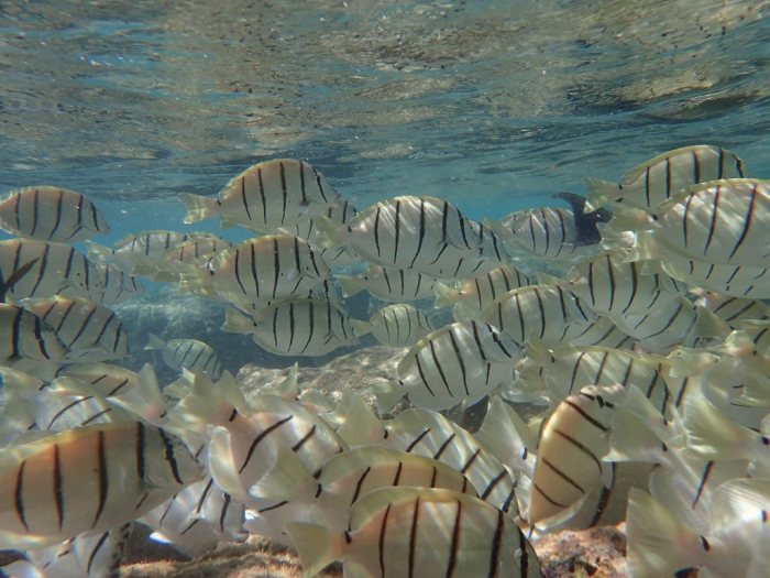 Acanthurus triostegus