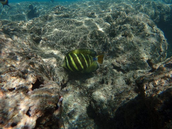 Zebrasoma velifer