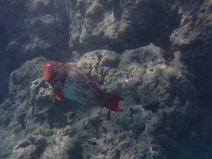 Poisson-perroquet