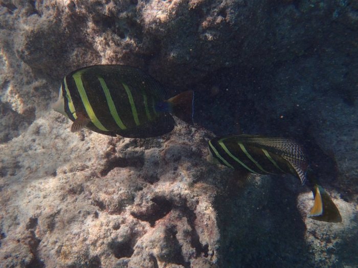 Zebrasoma velifer