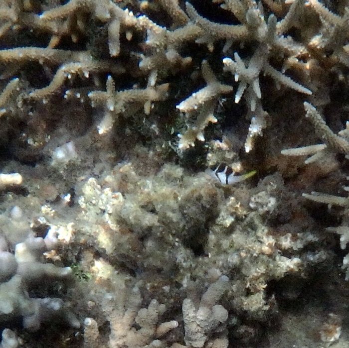 Canthigaster valentini