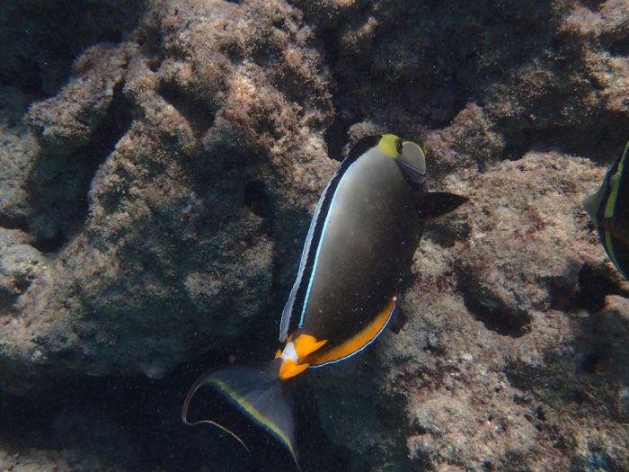 Naso lituratus