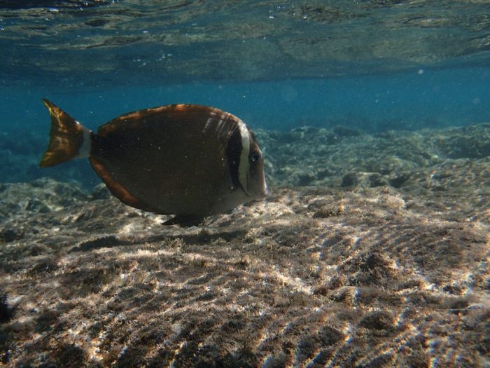 Acanthurus leucopareius