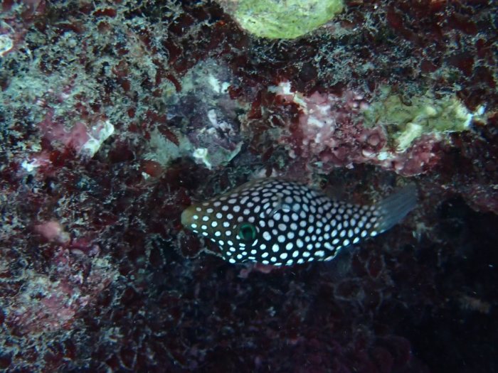 Canthigaster jactator