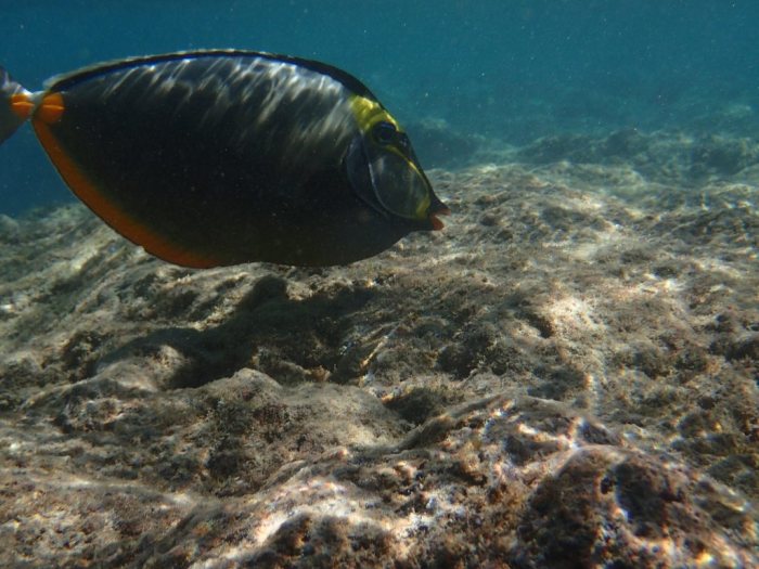 Naso lituratus
