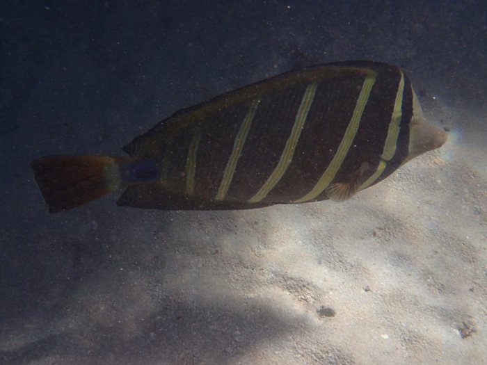 Zebrasoma velifer