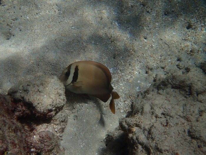 Acanthurus leucopareius