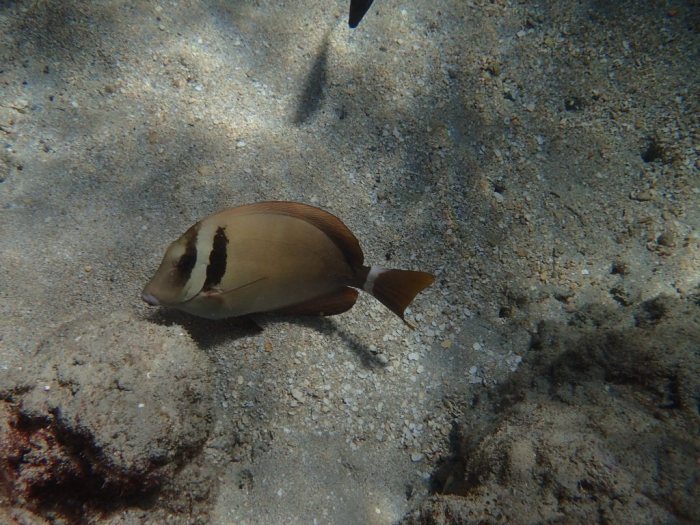 Acanthurus leucopareius
