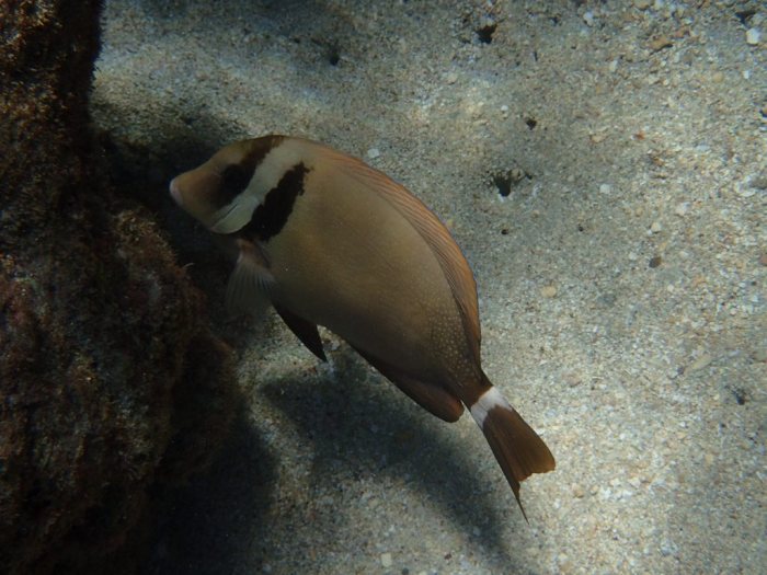 Acanthurus leucopareius