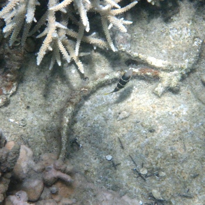 Canthigaster valentini