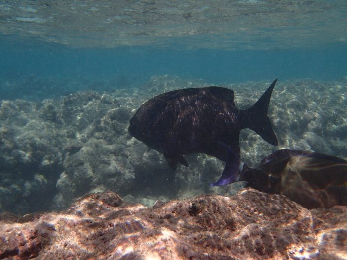 Kyphosus cinerascens
