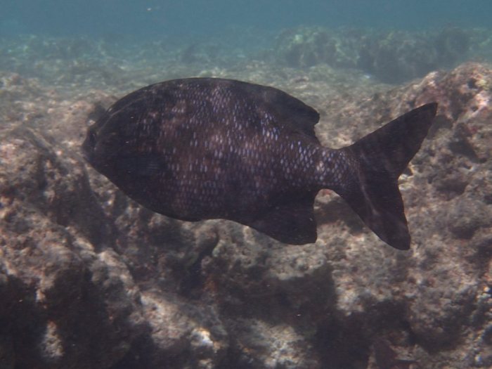 Kyphosus cinerascens