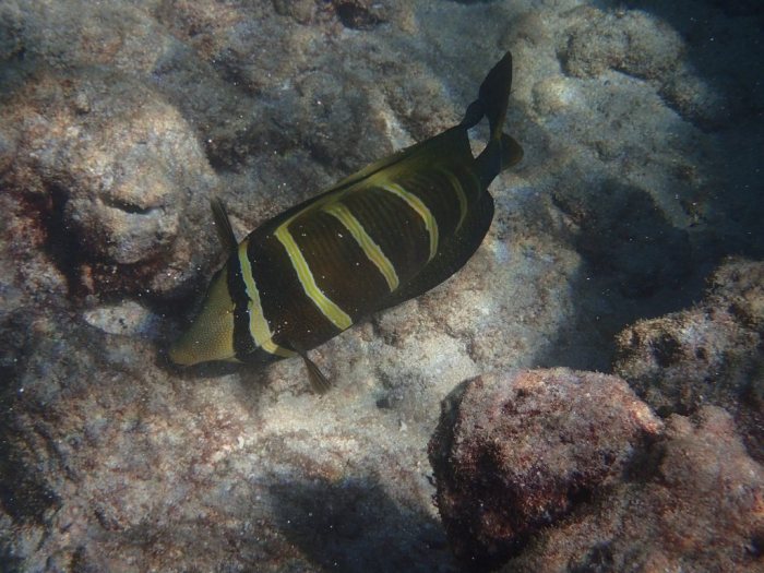 Zebrasoma velifer