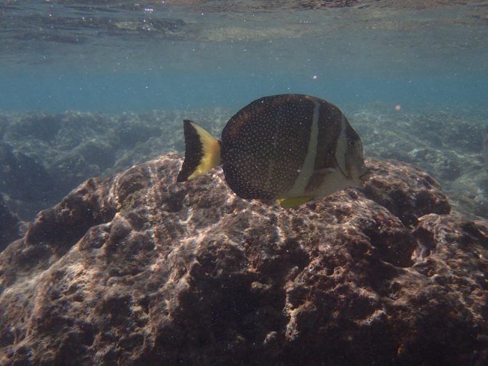 Acanthurus guttatus