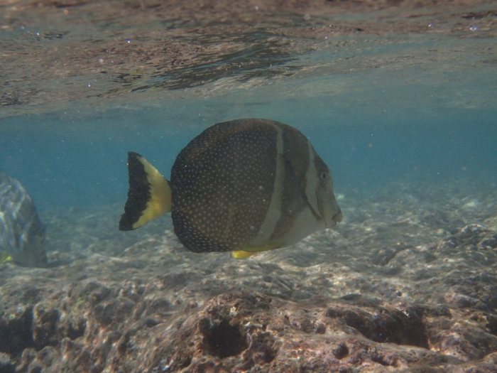 Acanthurus guttatus