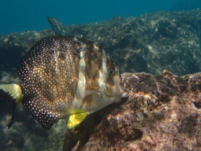 Acanthurus guttatus