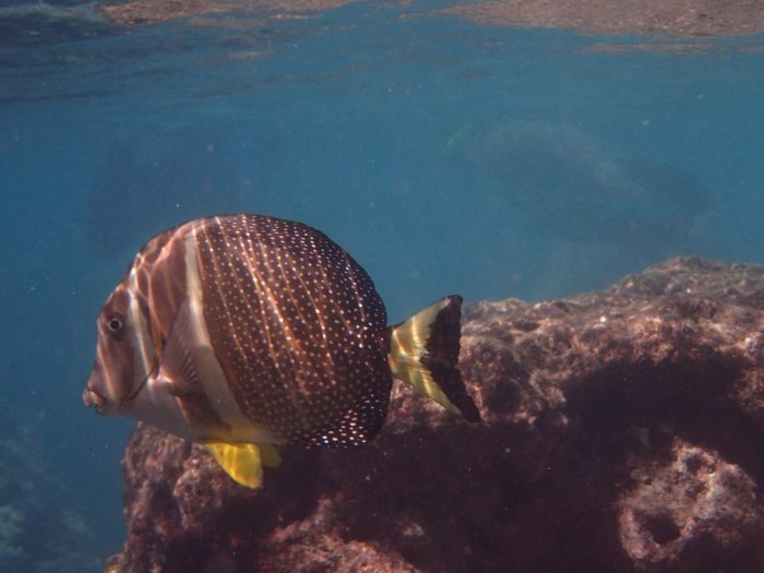 Acanthurus guttatus