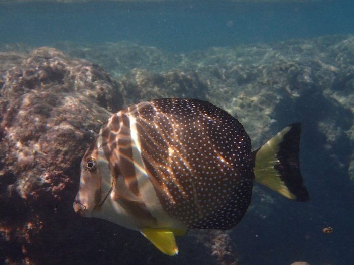 Acanthurus guttatus