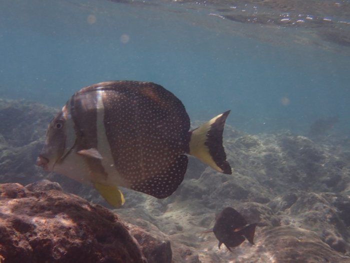 Acanthurus guttatus