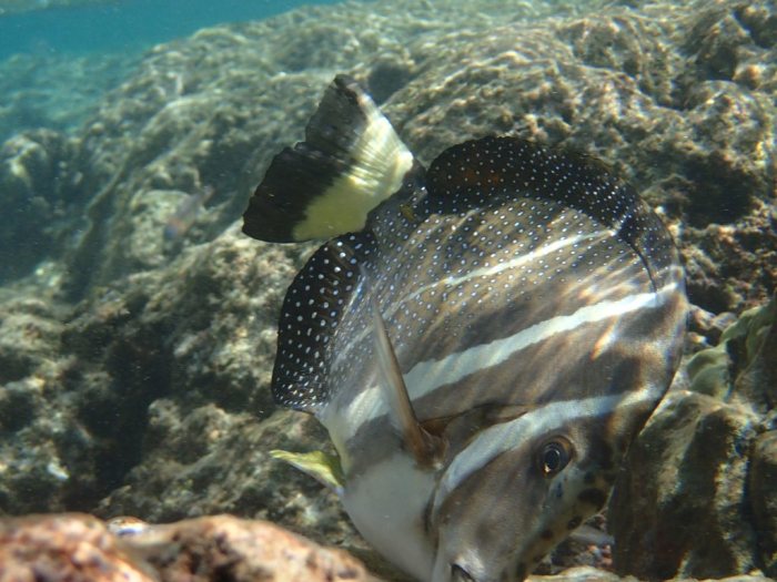Acanthurus guttatus