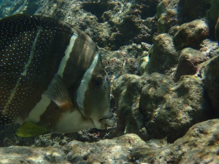 Acanthurus guttatus