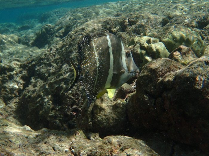 Acanthurus guttatus