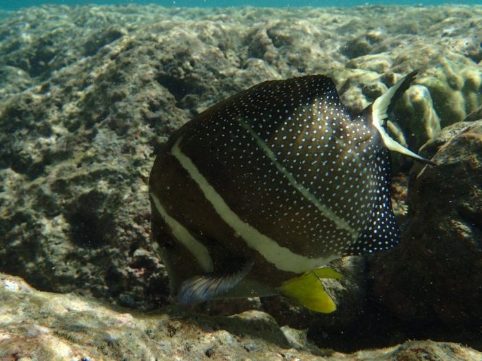 Acanthurus guttatus