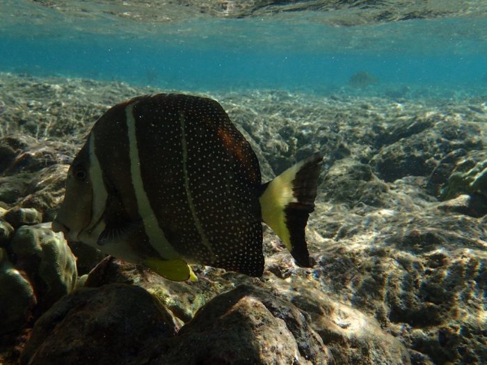 Acanthurus guttatus