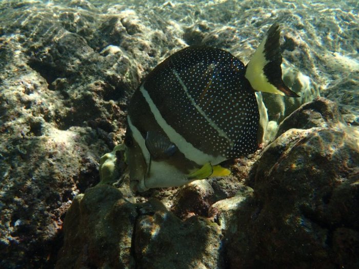 Acanthurus guttatus