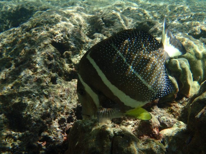 Acanthurus guttatus