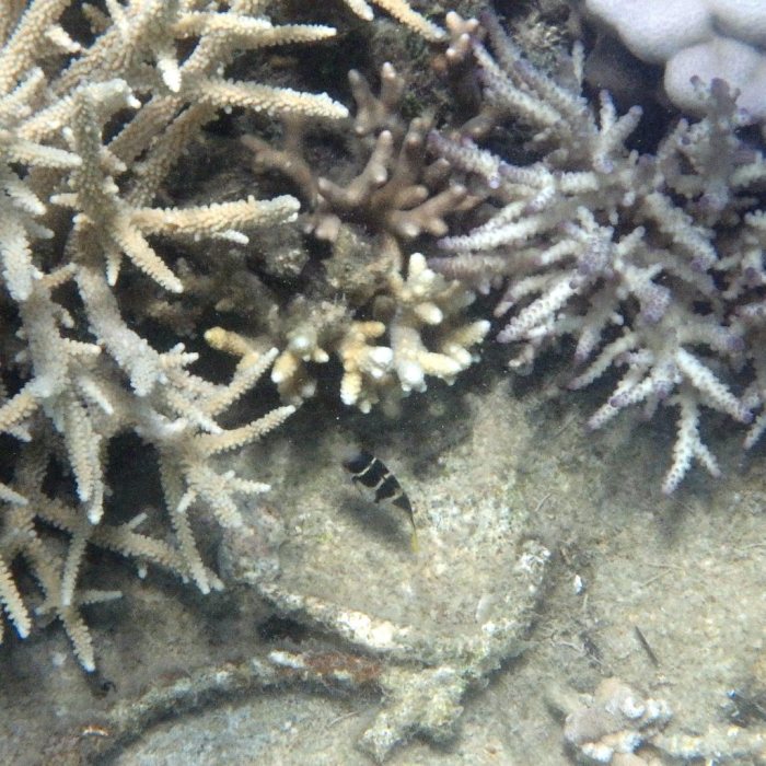 Canthigaster valentini