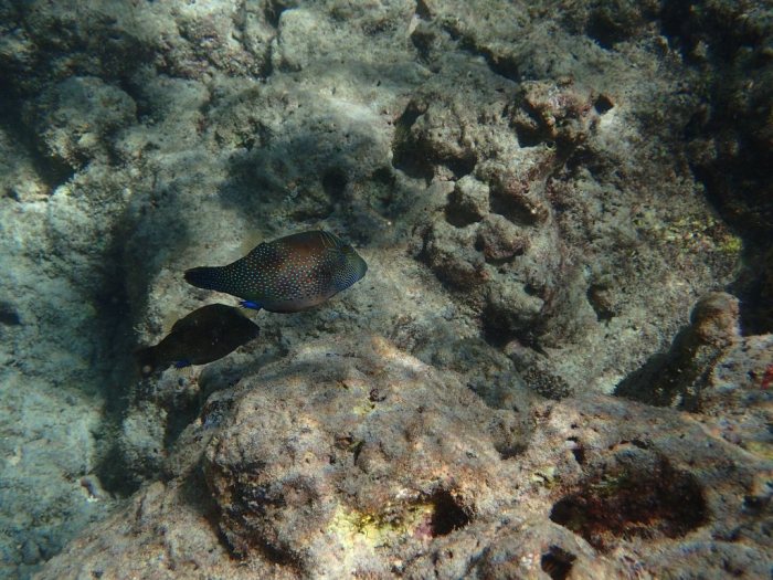 Canthigaster solandri
