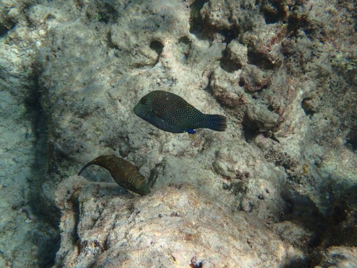 Canthigaster solandri