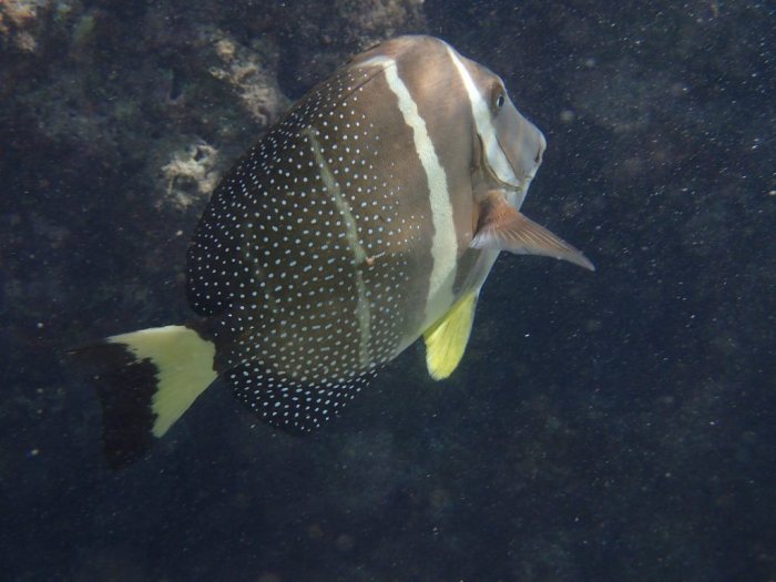 Acanthurus guttatus