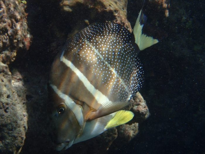Acanthurus guttatus