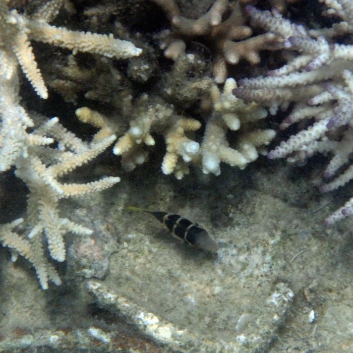 Canthigaster valentini