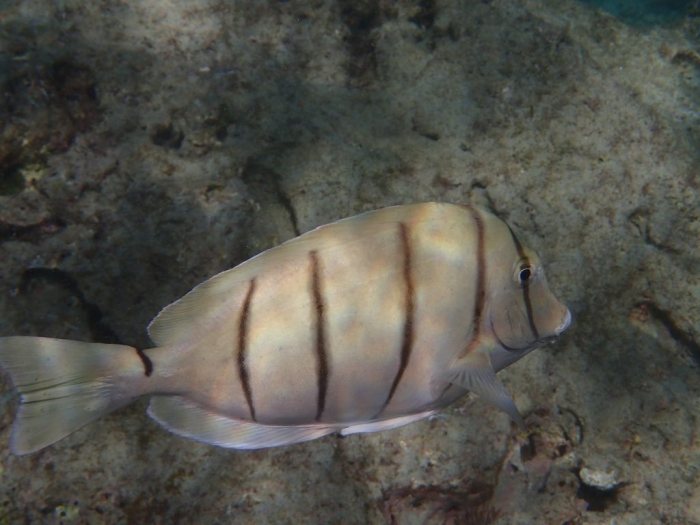 Acanthurus triostegus