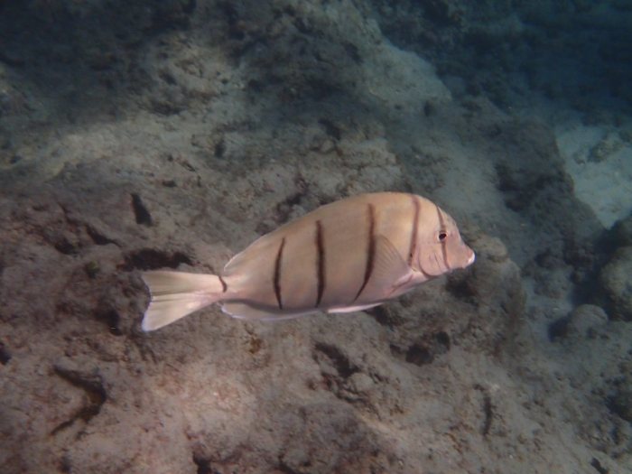 Acanthurus triostegus