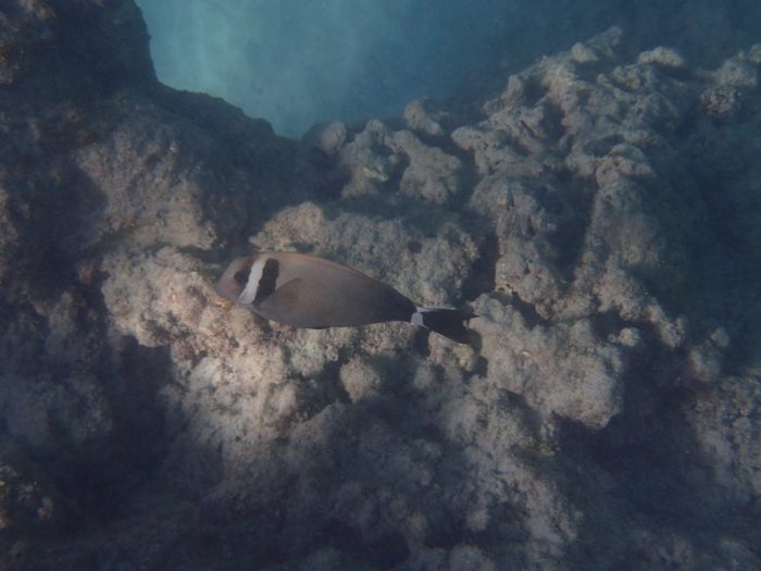 Acanthurus leucopareius