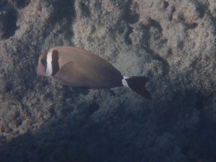 Acanthurus leucopareius