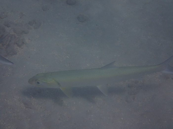 Elops hawaiensis