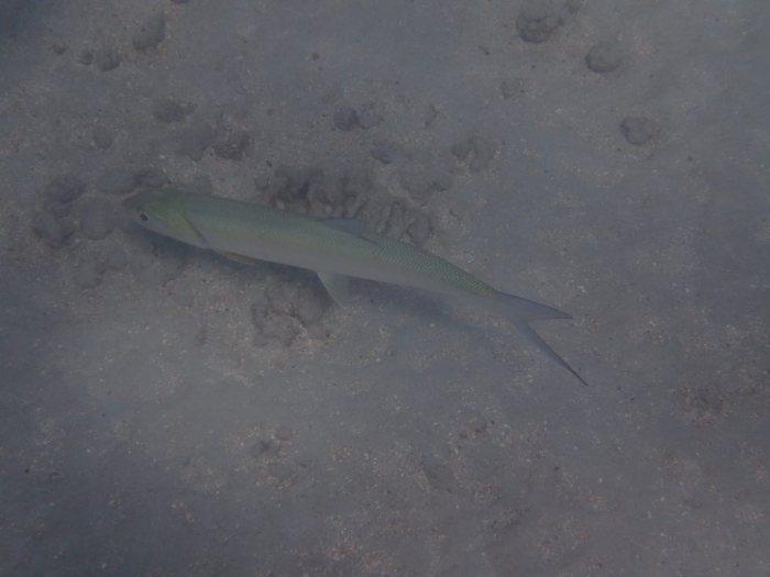 Elops hawaiensis