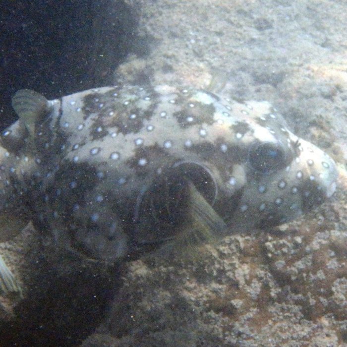 Arothron hispidus