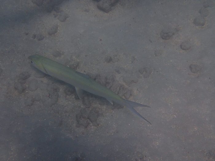 Elops hawaiensis