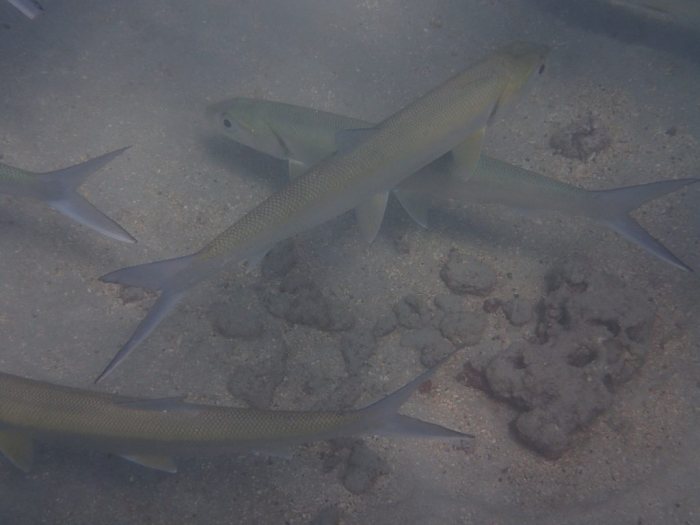 Elops hawaiensis