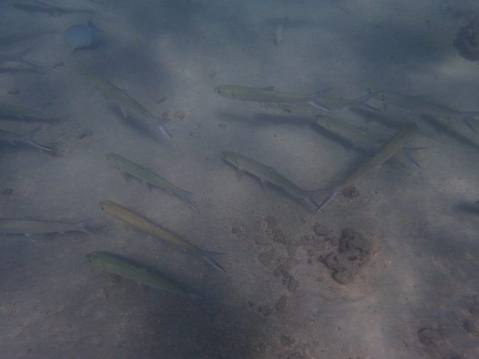 Elops hawaiensis