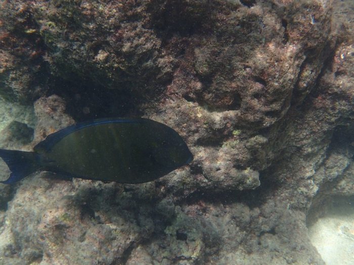 Acanthurus xanthopterus