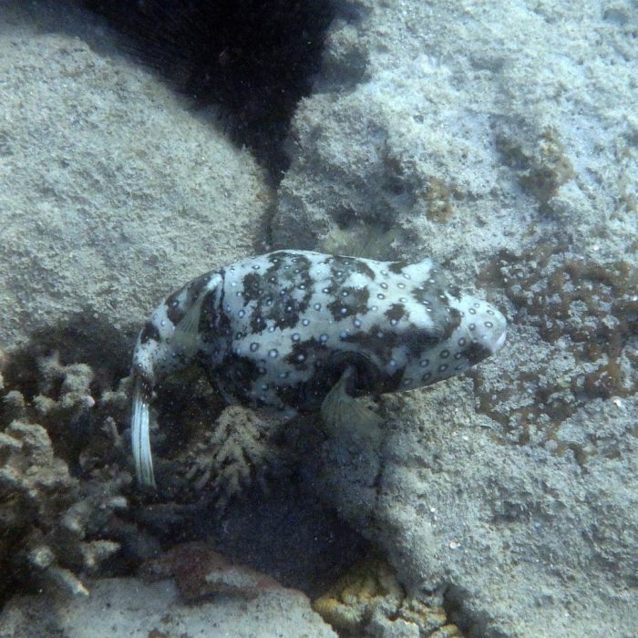Arothron hispidus