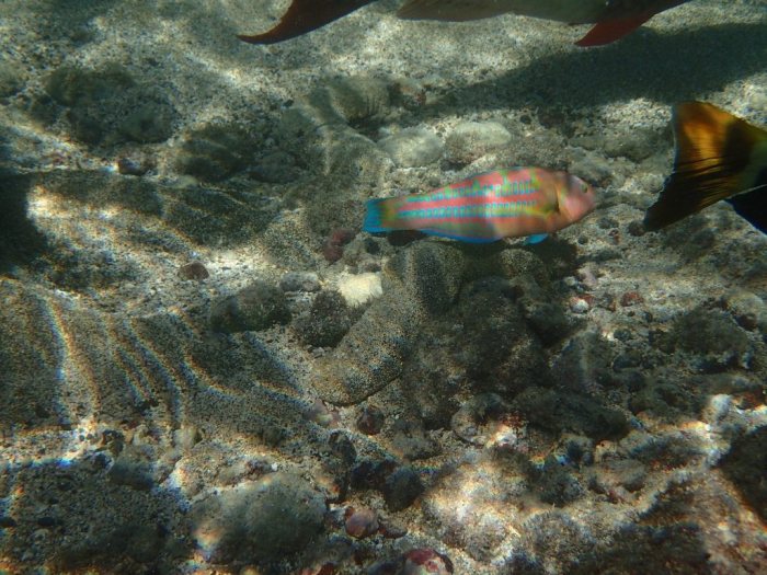 Thalassoma trilobatum